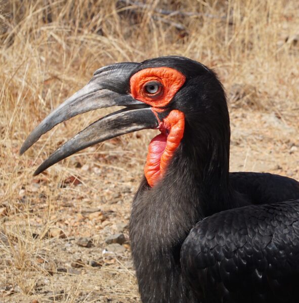 【動画】ミナミジサイチョウがなぜ日本で捕獲・繁殖したのか？