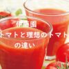 伊藤園の熟トマトと理想のトマトの違い